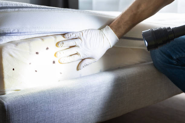 Best Termite Control Services  in Lynchburg, OH